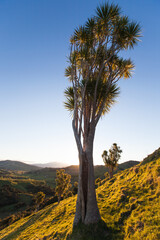 Cabbage trees on hillside in sunlight, East Cape
