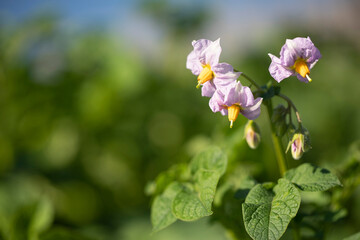 Blooming with light purple flowers of the potato crop with copy space. Ripening of potatoes in the sun. Green tops of potatoes in the farm fields.