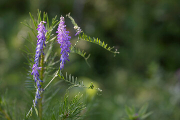 Purple field wild flower close-up. Forest flowers in the process of growing on a green sunny background with copy space. Mouse pea flower. Vicia cracca.