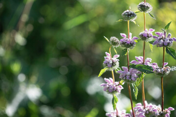 Purple field wild flower close-up. Forest flowers in the process of growing on a green sunny background with copy space. Tuberous zopnik.