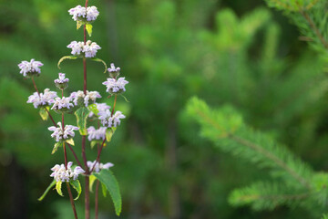 Purple field wild flower close-up. Forest flowers in the process of growing on a green background with copy space.