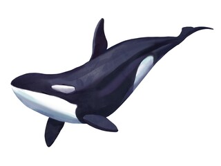 watercolor illustration of a killer whale, orca isolated on white background © NNclipart