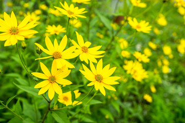 Beautiful yellow blooming Jerusalem artichoke in the garden. Selective focus. Shallow depth of...