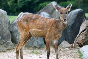 Fototapeta premium シタツンガ