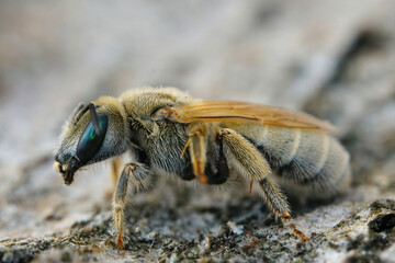 Detailed closeup of a female of the Mealy Metallic-Furrow Bee, Vestitohalictus pollinosus from the Gard, France
