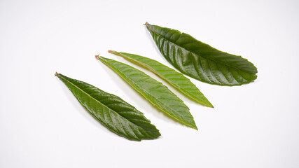 Obraz premium ビワの葉