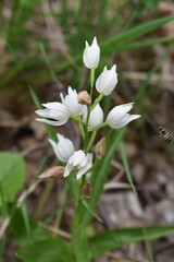 Fleur, nature