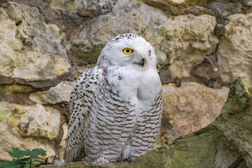 Snowy Owl (Bubo scandiacus), female