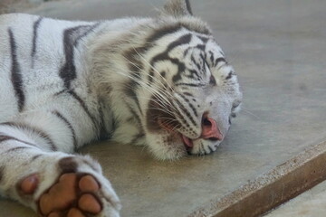 ホワイトタイガー