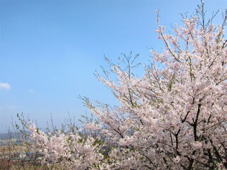 丘の上の桜