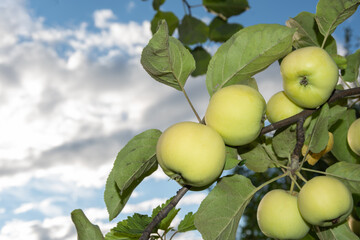 Fresh green apples on a tree in a summer garden against a blue sky with clouds, copy space. Natural healthy diet food concept. Natural fruit apple background.