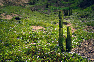 Landscapes and cacti in the hills of Coayllo, in Peru