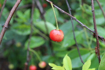 red cherry berries with raindrops on a branch in summer