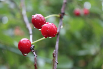 red cherry berries with raindrops on a branch in summer