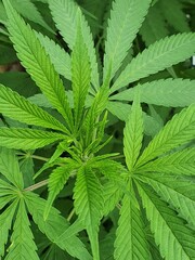 Cannabis kurz vor de Blüte