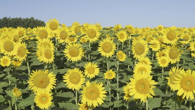 大分県豊後高田市長崎鼻_ひまわり畑_スラーダー_37