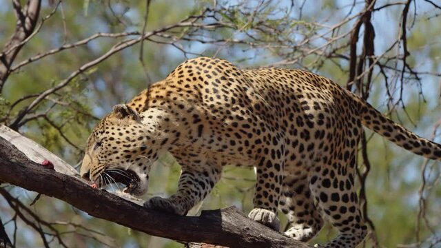 Leopard or panther on a tree with eye contact during outdoor jungle safari at Namibia - panthera pardus fusca. Close up shot of wild male leopard. shot on cinema camera during scientific expedition