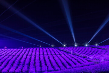上富良野町　日の出公園ラベンダー園ライトアップ