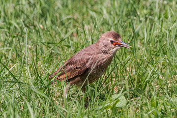 Immature Common Starling (Sturnus vulgaris) in park, Central Russia