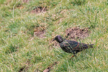 Common Starling (Sturnus vulgaris) in park, Central Russia