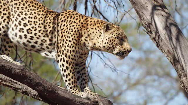 Leopard or panther on a tree with eye contact during outdoor jungle safari at Namibia - panthera pardus fusca. Close up shot of wild male leopard. shot on cinema camera during scientific expedition