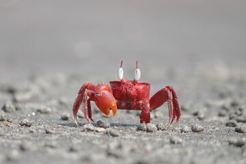 Red boxer crab