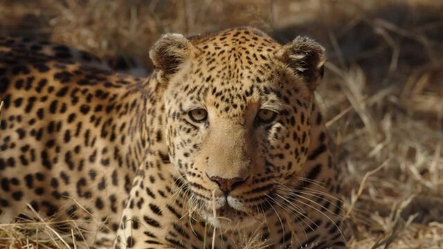 Leopard or panther on a tree with eye contact during outdoor jungle safari at Namibia - panthera pardus fusca. Close up shot of wild male leopard. shot on cinema camera during scientific expedition