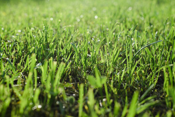 Bright saturated green grass, wet lawn in late weather after rain. Low angle view, natural backdrop, selective focus.