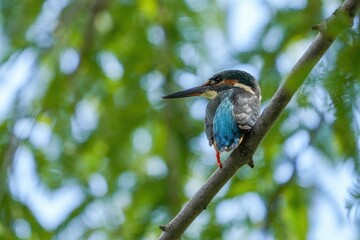 メタセコイヤの木陰でのんびりくつろぐカワセミ メス