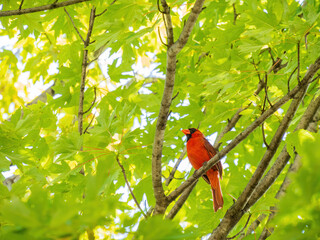 Close up shot of cute Northern cardinal on the tree