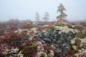 Foggy morning in the forest, on lake Jack London, Kolyma