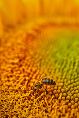 insect collected pollen in a sunflower. macro photography