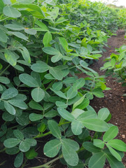 Close​-up background of bright green peanut leaves. Growing groundnut seeds for growing peanuts Dense green leaves. Refreshing natural background.