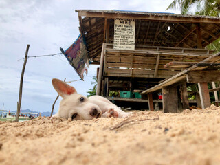 beach puppy 