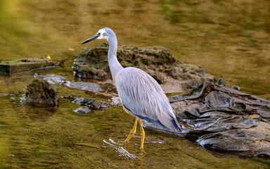White-faced Heron