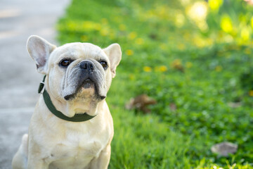 Cute french bulldog sitting at field 