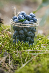Freshly picked blueberries in bowl on forest moss background. Concept of healthy eating. Bilberries.  Dieting. Vitamins
