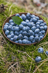 Freshly picked blueberries in bowl on forest moss background. Concept of healthy eating. Bilberries.  Dieting. Vitamins