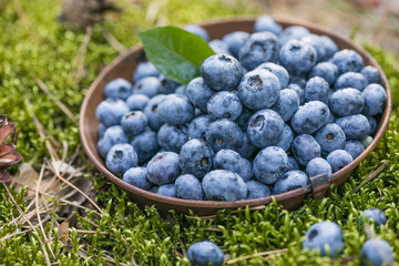 Freshly picked blueberries in bowl on forest moss background. Concept of healthy eating. Bilberries.  Dieting. Vitamins