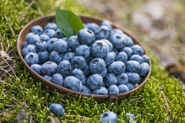 Freshly picked blueberries in bowl on forest moss background. Concept of healthy eating. Bilberries.  Dieting. Vitamins