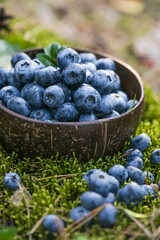 Freshly picked blueberries in bowl on forest moss background. Concept of healthy eating. Bilberries.  Dieting. Vitamins