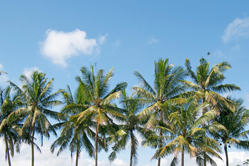 Obraz premium Coconut tree with sky background