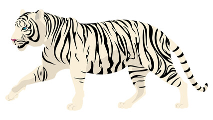 Fototapeta na wymiar Walking white tiger