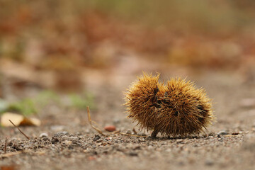 Fruchtstand der Esskastanie im Herbst am Boden liegend