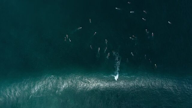 Aerial Panning Directly Above A Group Of Surfers Paddling And Surfing Giant Crashing Waves With Deep Blue Ocean Water And White Foaming Surf Along A Beach - Oahu, Hawaii