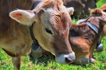 Fototapeta premium Cows in the pasture on green meadow