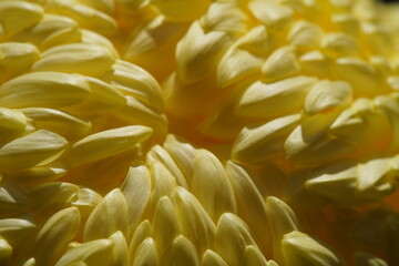 Light Yellow flower center of Chrysanthemum 'Atsumono' in full bloom
