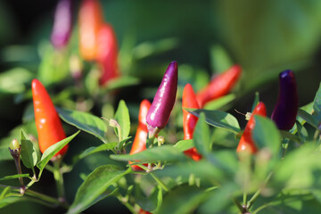 Hot chili peppers close up