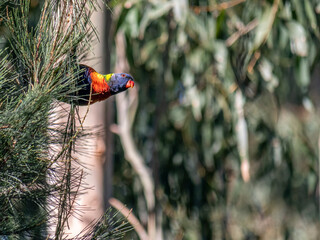  Lorikeet Peeking Out