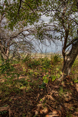 tree in the woods